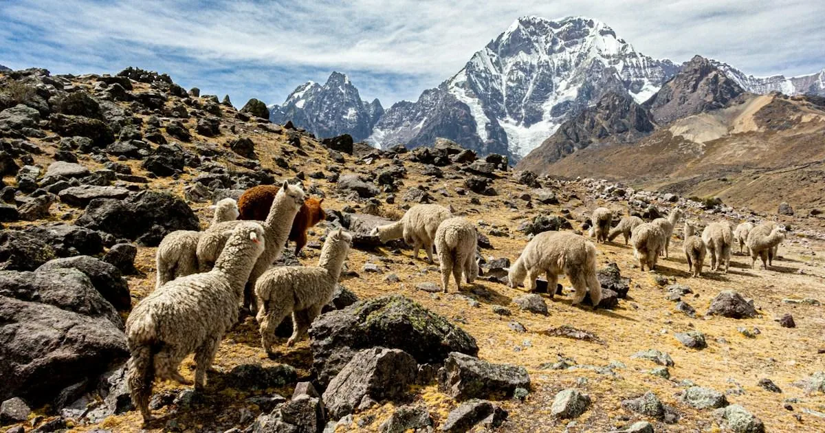 Alpacas in the Andean landscape — external visual reference
