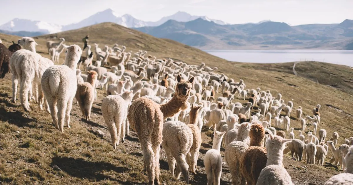 Andean alpaca herd — external visual reference