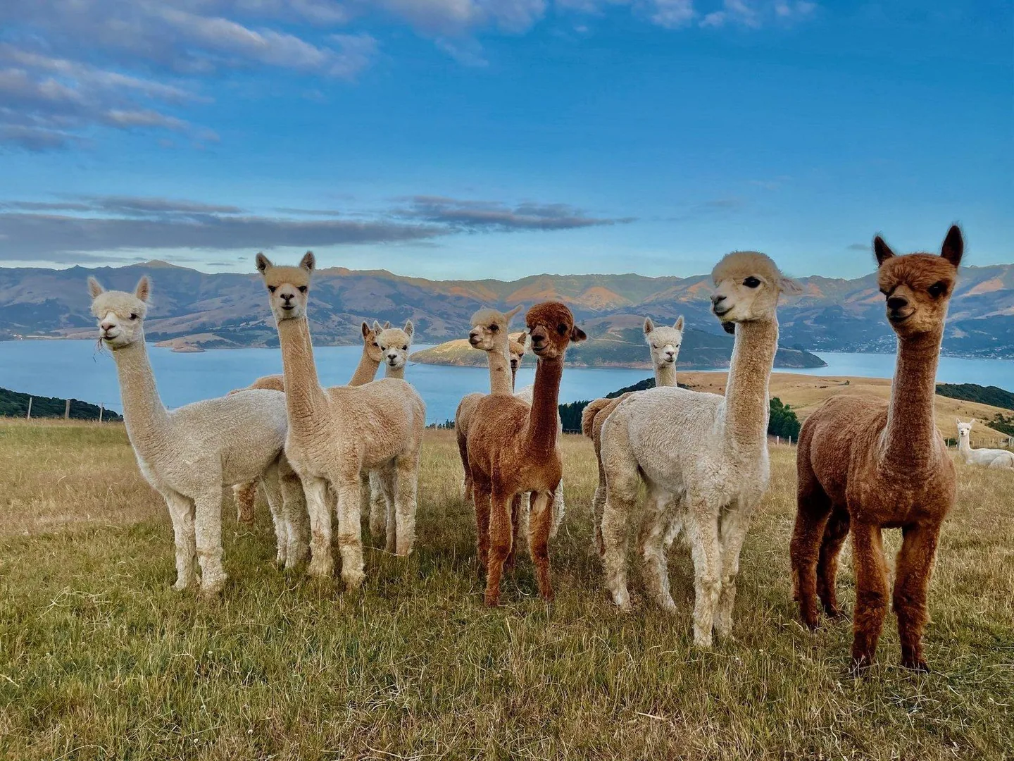 Alpacas in a lakeside landscape — external visual reference