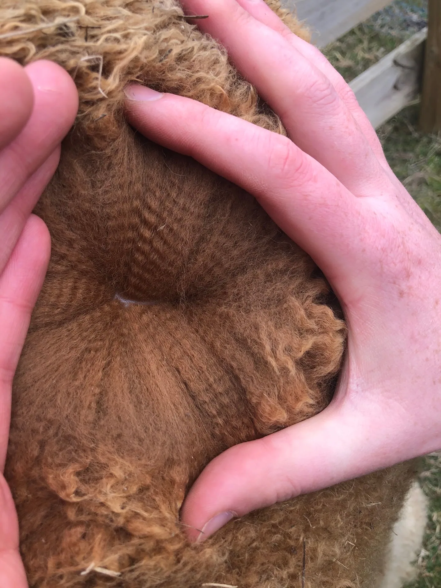 Huacaya fleece opened by hand — external visual reference