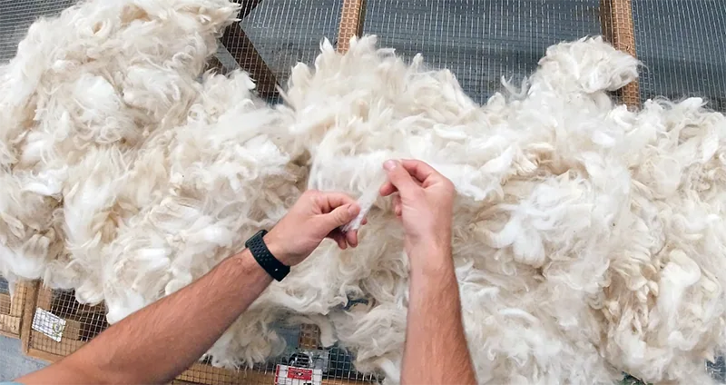 Sorting fleece by hand — external visual reference