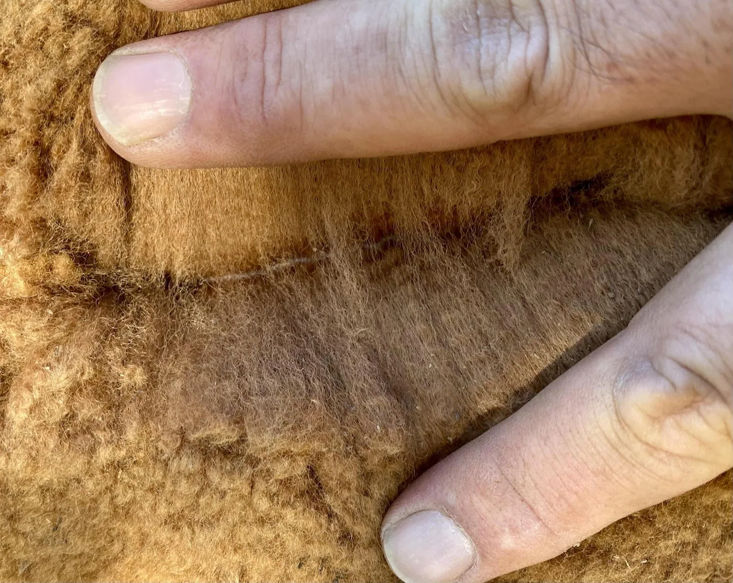 Fleece close-up — external visual reference