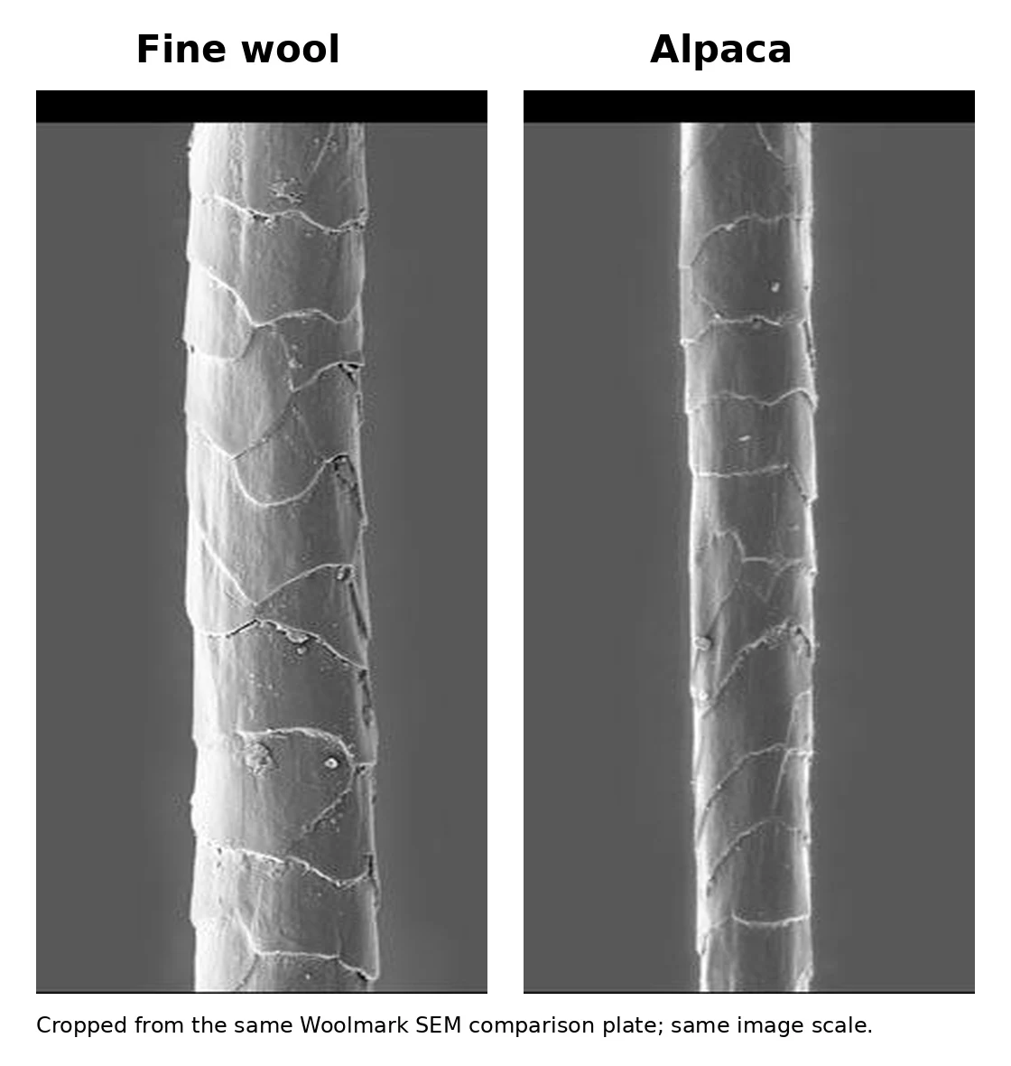 Wool and alpaca fibre comparison — external visual reference