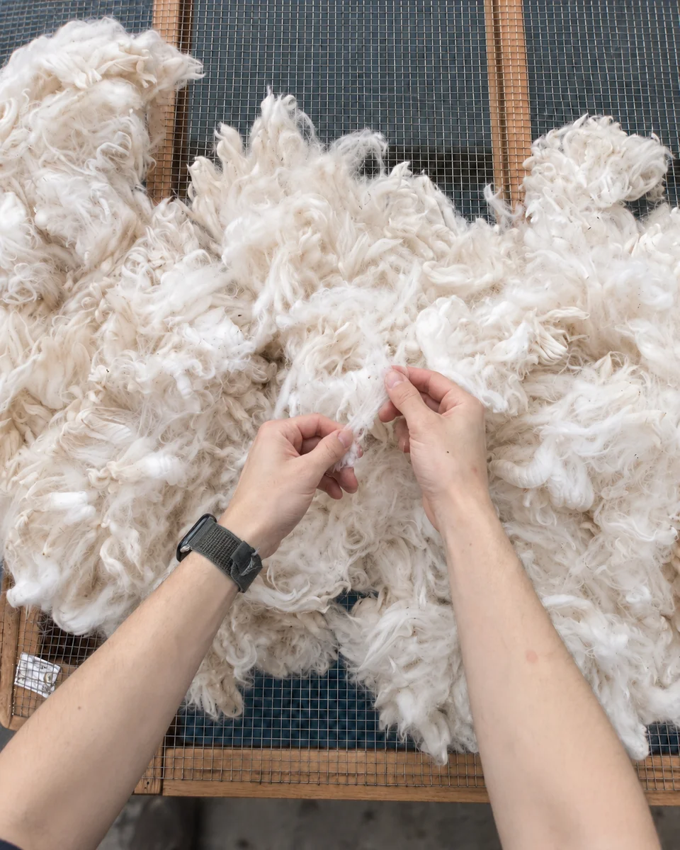 Hands examining white fleece on a mesh table.
