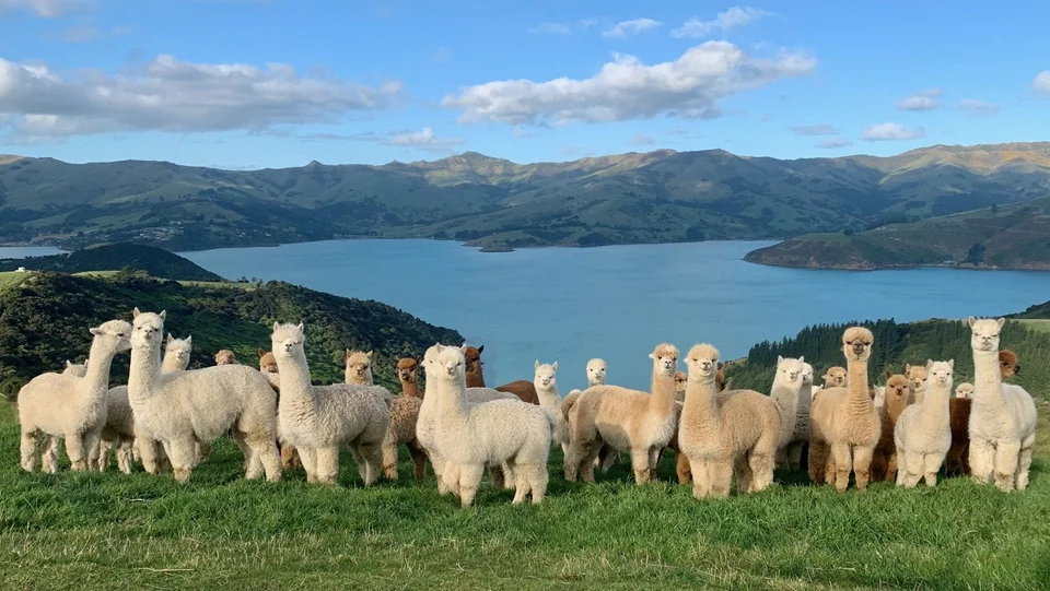 A group of alpacas on grass above a large body of water and hills.