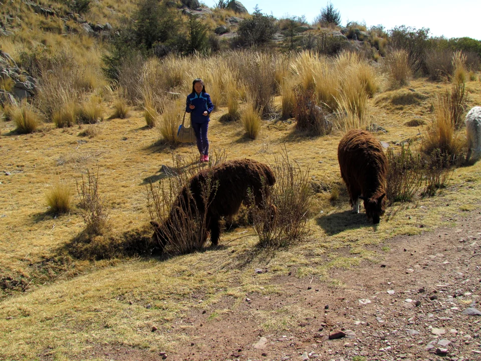 Alpacas photographed in Puno, Peru.